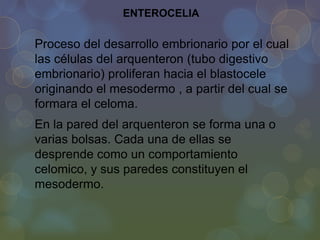 ENTEROCELIA

Proceso del desarrollo embrionario por el cual
las células del arquenteron (tubo digestivo
embrionario) proliferan hacia el blastocele
originando el mesodermo , a partir del cual se
formara el celoma.
En la pared del arquenteron se forma una o
varias bolsas. Cada una de ellas se
desprende como un comportamiento
celomico, y sus paredes constituyen el
mesodermo.

 
