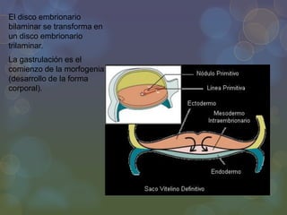 El disco embrionario
bilaminar se transforma en
un disco embrionario
trilaminar.

La gastrulación es el
comienzo de la morfogenia
(desarrollo de la forma
corporal).

 