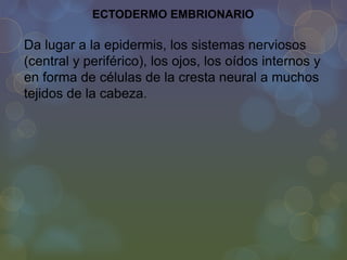 ECTODERMO EMBRIONARIO

Da lugar a la epidermis, los sistemas nerviosos
(central y periférico), los ojos, los oídos internos y
en forma de células de la cresta neural a muchos
tejidos de la cabeza.

 