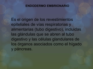 ENDODERMO EMBRIONARIO

Es el origen de los revestimientos
epiteliales de vías respiratorias y
alimentarias (tubo digestivo), incluidas
las glándulas que se abren al tubo
digestivo y las células glandulares de
los órganos asociados como el hígado
y páncreas.

 