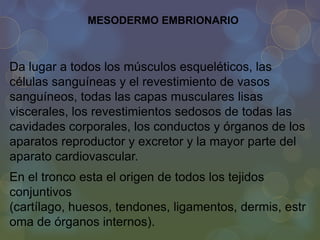 MESODERMO EMBRIONARIO

Da lugar a todos los músculos esqueléticos, las
células sanguíneas y el revestimiento de vasos
sanguíneos, todas las capas musculares lisas
viscerales, los revestimientos sedosos de todas las
cavidades corporales, los conductos y órganos de los
aparatos reproductor y excretor y la mayor parte del
aparato cardiovascular.
En el tronco esta el origen de todos los tejidos
conjuntivos
(cartílago, huesos, tendones, ligamentos, dermis, estr
oma de órganos internos).

 