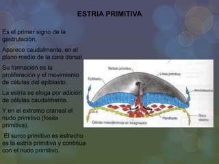 ESTRIA PRIMITIVA
Es el primer signo de la
gastrulación.
Aparece caudalmente, en el
plano medio de la cara dorsal.
Su formación es la
proliferación y el movimiento
de células del epiblasto.

La estría se eloga por adición
de células caudalmente.
Y en el extremo craneal el
nudo primitivo (fosita
primitiva).
El surco primitivo es estrecho
es la estría primitiva y continua
con el nudo primitivo.

 