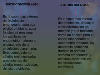 SINCITIOTROFOBLASTO

Es la capa mas externa
del trofoblasto
embrionario, adosada
al citotrofoblasto, cuya
función es erosionar
los capilares de
endometrio materno en
el desarrollo de la
circulación placentaria.
Esta compuesto por
células multinucleadas
provenientes de
células mononucleadas
del citotrofoblasto.

CITOTROFOBLASTOS

Es la capa mas interna
del trofoblasto, unidas al
sincitiotrofoblasto del
embrión y que funciona
como un anclaje para el
corion embrionario al
endometrio materno. Su
desarrollo comienza
durante la primera
semana embrionaria y
continua creciendo en
las vellosidades
coriónicas.

 