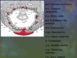 am: Cavidad amniótica
b.c.: Coagulo
sanguíneo
b.s.: Body- stalk
ect: Ectodermo del
embrión
ent: Endodermo

mes: Mesodermo
m.v: Vasos maternos
tr: Trofoblasto

u.e.: Epitelio uterino
u.g.: Glándulas
uterinas

y.s.: Saco vitelino

 