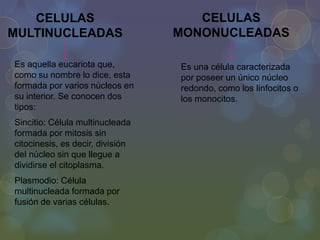 CELULAS
MULTINUCLEADAS
Es aquella eucariota que,
como su nombre lo dice, esta
formada por varios núcleos en
su interior. Se conocen dos
tipos:
Sincitio: Célula multinucleada
formada por mitosis sin
citocinesis, es decir, división
del núcleo sin que llegue a
dividirse el citoplasma.
Plasmodio: Célula
multinucleada formada por
fusión de varias células.

CELULAS
MONONUCLEADAS
Es una célula caracterizada
por poseer un único núcleo
redondo, como los linfocitos o
los monocitos.

 