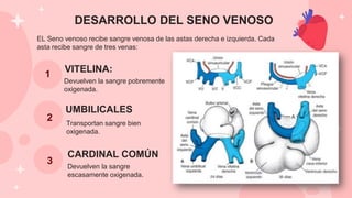 Transportan sangre bien
oxigenada.
Devuelven la sangre pobremente
oxigenada.
EL Seno venoso recibe sangre venosa de las astas derecha e izquierda. Cada
asta recibe sangre de tres venas:
VITELINA:
UMBILICALES
1
2
3
DESARROLLO DEL SENO VENOSO
CARDINAL COMÚN
Devuelven la sangre
escasamente oxigenada.
 