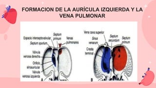 FORMACION DE LA AURÍCULA IZQUIERDA Y LA
VENA PULMONAR
 