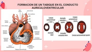 FORMACION DE UN TABIQUE EN EL CONDUCTO
AURICULOVENTRICULAR
 
