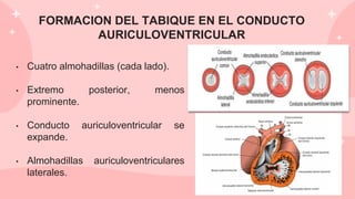 FORMACION DEL TABIQUE EN EL CONDUCTO
AURICULOVENTRICULAR
• Cuatro almohadillas (cada lado).
• Extremo posterior, menos
prominente.
• Conducto auriculoventricular se
expande.
• Almohadillas auriculoventriculares
laterales.
 