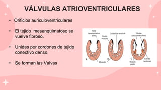 VÁLVULAS ATRIOVENTRICULARES
• Orificios auriculoventriculares
• El tejido mesenquimatoso se
vuelve fibroso.
• Unidas por cordones de tejido
conectivo denso.
• Se forman las Valvas
 