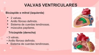 Bicúspide o mitral (izquierda)
VALVAS VENTRICULARES
Tricúspide (derecha)
• 3 valvas.
• Anillo fibroso definido.
• Sistema de cuerdas tendinosas.
• 2 valvas.
• Anillo fibroso definido.
• Sistema de cuerdas tendinosas.
• músculos papilares.
 
