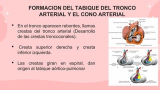 FORMACION DEL TABIQUE DEL TRONCO
ARTERIAL Y EL CONO ARTERIAL
• En el tronco aparecen rebordes, llamas
crestas del tronco arterial (Desarrollo
de las crestas troncoconales).
• Cresta superior derecha y cresta
inferior izquierda.
• Las crestas giran en espiral, dan
origen al tabique aórtico-pulmonar
 