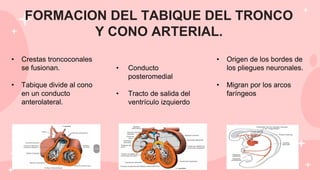 FORMACION DEL TABIQUE DEL TRONCO
Y CONO ARTERIAL.
• Crestas troncoconales
se fusionan.
• Tabique divide al cono
en un conducto
anterolateral.
• Conducto
posteromedial
• Tracto de salida del
ventrículo izquierdo
• Origen de los bordes de
los pliegues neuronales.
• Migran por los arcos
faríngeos
 