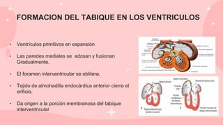 FORMACION DEL TABIQUE EN LOS VENTRICULOS
• Ventrículos primitivos en expansión
• Las paredes mediales se adosan y fusionan
Gradualmente.
• El foramen interventricular se oblitera.
• Tejido de almohadilla endocárdica anterior cierra el
orificio.
• Da origen a la porción membranosa del tabique
interventricular
 