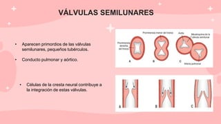 VÁLVULAS SEMILUNARES
• Aparecen primordios de las válvulas
semilunares, pequeños tubérculos.
• Conducto pulmonar y aórtico.
• Células de la cresta neural contribuye a
la integración de estas válvulas.
 