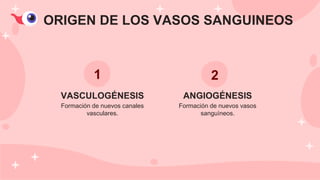 VASCULOGÉNESIS
ORIGEN DE LOS VASOS SANGUINEOS
ANGIOGÉNESIS
Formación de nuevos vasos
sanguìneos.
Formación de nuevos canales
vasculares.
1 2
 