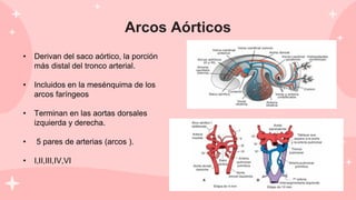 Arcos Aórticos
• Derivan del saco aórtico, la porción
más distal del tronco arterial.
• Incluidos en la mesénquima de los
arcos faríngeos
• Terminan en las aortas dorsales
izquierda y derecha.
• 5 pares de arterias (arcos ).
• I,II,III,IV,VI
 