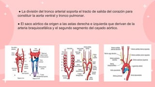 ● La división del tronco arterial soporta el tracto de salida del corazón para
constituir la aorta ventral y tronco pulmonar.
● El saco aórtico da origen a las astas derecha e izquierda que derivan de la
arteria braquiocefálica y el segundo segmento del cayado aórtico.
 