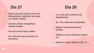 Dia 27
• Mayor parte del cayado aórtico ha
desaparecido, segmento da origen
a la arteria maxilar.
• 2do arco aórtico desaparece,
arterias hioidea.
• 3er arco es de mayor calibre.
• 4to y 6to arco se encuentran en
formacion.
Dia 29
• 1er y 2do arcos aórticos han
desaparecido.
• 3er, 4to y 6toarcos son grandes
• Región troncocoronal se ha
dividido.
• Pierde su forma simétrica original
(A).
• Adopta el patrón definitivo (B y C).
 
