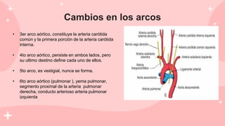 Cambios en los arcos
• 3er arco aórtico, constituye la arteria carótida
común y la primera porción de la arteria carótida
interna.
• 4to arco aórtico, persiste en ambos lados, pero
su ultimo destino define cada uno de ellos.
• 5to arco, es vestigial, nunca se forma.
• 6to arco aórtico (pulmonar ), yema pulmonar,
segmento proximal de la arteria pulmonar
derecha, conducto arterioso arteria pulmonar
izquierda
 