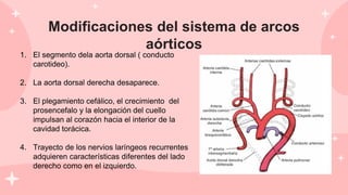 Modificaciones del sistema de arcos
aórticos
1. El segmento dela aorta dorsal ( conducto
carotideo).
2. La aorta dorsal derecha desaparece.
3. El plegamiento cefálico, el crecimiento del
prosencefalo y la elongación del cuello
impulsan al corazón hacia el interior de la
cavidad torácica.
4. Trayecto de los nervios laríngeos recurrentes
adquieren características diferentes del lado
derecho como en el izquierdo.
 