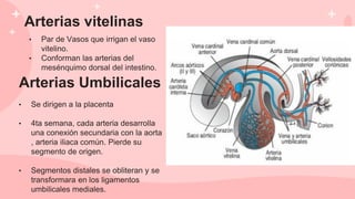 Arterias vitelinas
• Par de Vasos que irrigan el vaso
vitelino.
• Conforman las arterias del
mesénquimo dorsal del intestino.
Arterias Umbilicales
• Se dirigen a la placenta
• 4ta semana, cada arteria desarrolla
una conexión secundaria con la aorta
, arteria iliaca común. Pierde su
segmento de origen.
• Segmentos distales se obliteran y se
transformara en los ligamentos
umbilicales mediales.
 