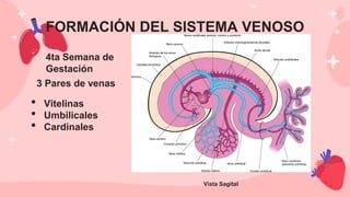 FORMACIÓN DEL SISTEMA VENOSO
4ta Semana de
Gestación
3 Pares de venas
Vista Sagital
• Vitelinas
• Umbilicales
• Cardinales
 