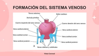 FORMACIÓN DEL SISTEMA VENOSO
Vista Coronal
 