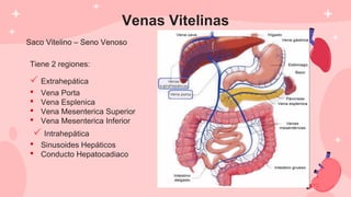 Venas Vitelinas
Saco Vitelino – Seno Venoso
Saco Vitelino – Seno Venoso
Tiene 2 regiones:
 Extrahepática
 Intrahepática
• Vena Porta
• Vena Esplenica
• Vena Mesenterica Superior
• Vena Mesenterica Inferior
• Sinusoides Hepáticos
• Conducto Hepatocadiaco
 