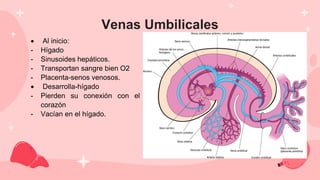 Venas Umbilicales
 Al inicio:
- Hígado
- Sinusoides hepáticos.
- Transportan sangre bien O2
- Placenta-senos venosos.
 Desarrolla-hígado
- Pierden su conexión con el
corazón
- Vacían en el hígado.
 