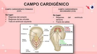 CAMPO CARDIOGÉNICO PRIMARIO
(CCP)
CAMPO CARDIOGÉNICO
SECUNDARIO (CCS)
Da lugar:
• Regiones del corazón
• Regiones de las uriculas
• Todo el ventriculo izquierdo
Da lugar:
• Regiones del ventriculo
derecho
• Tracto de salida
 