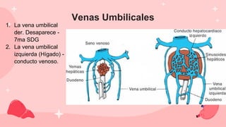 Venas Umbilicales
1. La vena umbilical
der. Desaparece -
7ma SDG
2. La vena umbilical
izquierda (Hígado) -
conducto venoso.
 