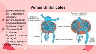 Venas Umbilicales
1. La vena umbilical
der. Desaparece -
7ma SDG
2. La vena umbilical
izquierda (Hígado) -
conducto venoso.
3. Vena umbilical
izquierda -
Ligamento redondo
del hígado
Conducto venoso -
Ligamento venoso.
 