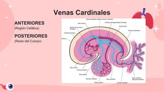 Venas Cardinales
(Resto del Cuerpo)
POSTERIORES
(Región Cefálica)
ANTERIORES
 