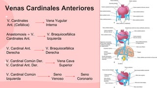 Venas Cardinales Anteriores
V. Cardinal Común Der.
V. Cardinal Ant. Der.
Vena Cava
Superior
V. Braquiocefálica
Izquierda
Vena Yugular
Interna
V. Cardinal Ant.
Derecha
Anastomosis ÷ V.
Cardinales Ant.
V. Cardinales
Ant. (Cefálica)
V. Braquiocefálica
Derecha
V. Cardinal Común
Izquierda
Seno
Venoso
Seno
Coronario
 