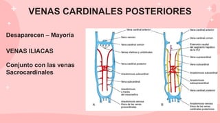 Desaparecen – Mayoría
VENAS ILIACAS
Conjunto con las venas
Sacrocardinales
VENAS CARDINALES POSTERIORES
 