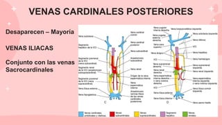 Desaparecen – Mayoría
VENAS ILIACAS
Conjunto con las venas
Sacrocardinales
VENAS CARDINALES POSTERIORES
 