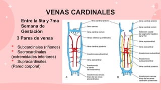 VENAS CARDINALES
Entre la 5ta y 7ma
Semana de
Gestación
• Subcardinales (riñones)
• Sacrocardinales
(extremidades inferiores)
• Supracardinales
(Pared corporal)
3 Pares de venas
 