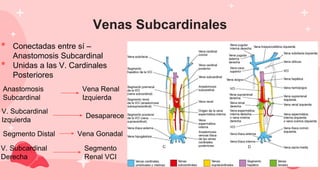 Venas Subcardinales
• Conectadas entre sí –
Anastomosis Subcardinal
• Unidas a las V. Cardinales
Posteriores
Vena Gonadal
V. Subcardinal
Derecha
Segmento
Renal VCI
Desaparece
Vena Renal
Izquierda
Segmento Distal
V. Subcardinal
Izquierda
Anastomosis
Subcardinal
 
