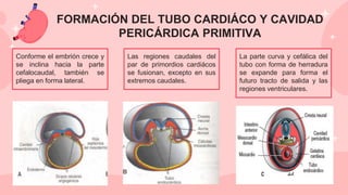 Conforme el embrión crece y
se inclina hacia la parte
cefalocaudal, también se
pliega en forma lateral.
La parte curva y cefálica del
tubo con forma de herradura
se expande para forma el
futuro tracto de salida y las
regiones ventriculares.
FORMACIÓN DEL TUBO CARDIÁCO Y CAVIDAD
PERICÁRDICA PRIMITIVA
Las regiones caudales del
par de primordios cardiácos
se fusionan, excepto en sus
extremos caudales.
 