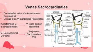 Venas Sacrocardinales
• Conectadas entre sí – Anastomosis
Subcardinal
• Unidas a las V. Cardinales Posteriores
Anastomosis V.
Sacrocardinales
V. iliaca común
Izquierda
V. Sacrocardinal
Derecha
Segmento
Sacrocardinal
VCI
 