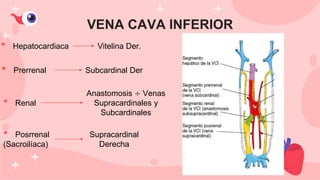VENA CAVA INFERIOR
• Hepatocardiaca
• Prerrenal
• Renal
• Posrrenal
(Sacroilíaca)
Vitelina Der.
Subcardinal Der
Anastomosis ÷ Venas
Supracardinales y
Subcardinales
Supracardinal
Derecha
 