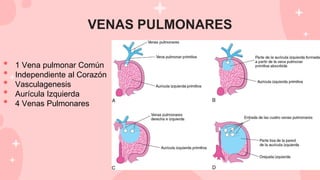VENAS PULMONARES
• 1 Vena pulmonar Común
• Independiente al Corazón
• Vasculagenesis
• Aurícula Izquierda
• 4 Venas Pulmonares
 