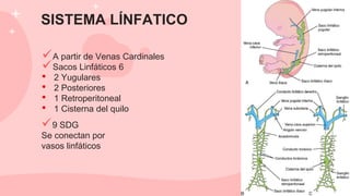 SISTEMA LÍNFATICO
A partir de Venas Cardinales
Sacos Linfáticos 6
• 2 Yugulares
• 2 Posteriores
• 1 Retroperitoneal
• 1 Cisterna del quilo
9 SDG
Se conectan por
vasos linfáticos
 