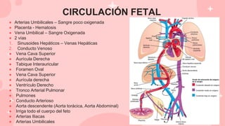 CIRCULACIÓN FETAL
● Arterias Umbilicales – Sangre poco oxigenada
● Placenta - Hematosis
● Vena Umbilical – Sangre Oxigenada
● 2 vías
1. Sinusoides Hepáticos – Venas Hepáticas
2. Conducto Venoso
● Vena Cava Superior
● Aurícula Derecha
● Tabique Interauricular
● Foramen Oval
● Vena Cava Superior
● Aurícula derecha
● Ventrículo Derecho
● Tronco Arterial Pulmonar
● Pulmones
● Conducto Arterioso
● Aorta descendente (Aorta torácica, Aorta Abdominal)
● Irriga todo el cuerpo del feto
● Arterias Iliacas
● Arterias Umbilicales
 