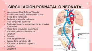 CIRCULACION POSNATAL O NEONATAL
 Algunos cambios Sistema Vascular
 Primera respiración, varias horas o días
 Inicio de la ventilación
● Resistencia vascular pulmonar
● Flujo sanguíneo pulmonar
● Adelgazamiento de las paredes de las arterias
pulmonares
 Cese de la circulación placentaria
 Cambios del Aurícula Derecha
● Volumen
● Presión
● Final del primer mes
● Grosor de la pared del VD
 Cambios de Aurícula Izquierda
● Presión
● Volumen
 