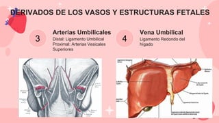 Vena Umbilical
Ligamento Redondo del
hígado
Arterias Umbilicales
Distal: Ligamento Umbilical
Proximal: Arterias Vesicales
Superiores
4
3
DERIVADOS DE LOS VASOS Y ESTRUCTURAS FETALES
 