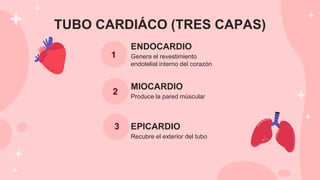TUBO CARDIÁCO (TRES CAPAS)
Genera el revestimiento
endotelial interno del corazón
Produce la pared múscular
Recubre el exterior del tubo
ENDOCARDIO
MIOCARDIO
EPICARDIO
1
2
3
 