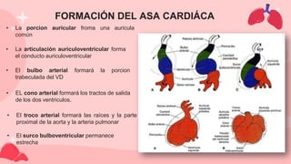 • La porcion auricular froma una auricula
común
• La articulación auriculoventricular forma
el conducto auriculoventricular
• El bulbo arterial formará la porcion
trabeculada del VD
FORMACIÓN DEL ASA CARDIÁCA
• EL cono arterial formará los tractos de salida
de los dos ventriculos.
• El troco arterial formará las raíces y la parte
proximal de la aorta y la arteria pulmonar
• El surco bulboventricular permanece
estrecha
 