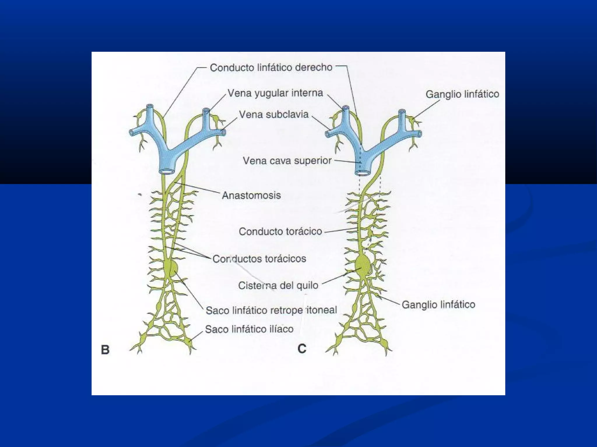 Desarrollo de sistema linfático